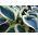 Hosta, Funkie, Herzblattlilie Blue Ivory
