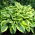 Hosta, Plantain Lily Satisfaction
