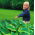 Hosta, Plantain Lily Satisfaction