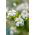 Évelő fátyolvirág - fehér - Gypsophila elegans - Finom fehér, tökéletes csokrokhoz - Friss vetőmagok