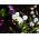 Évelő fátyolvirág - fehér - Gypsophila elegans - Finom fehér, tökéletes csokrokhoz - Friss vetőmagok