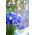 Hơi thở của em bé hàng năm màu hồng, hơi thở của em bé sặc sỡ - 1400 hạt giống - Gypsophila elegans