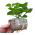 Expandable peat pot - GrowBlock - 50 x 50 mm - 20 pieces
