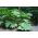 Gunnera manicata