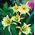 Ismene, Lis Araignée - Hymenocallis -  Sulphur Queen