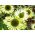 Röd solhatt - Green Jewel - Echinacea purpurea