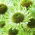 Röd solhatt - Green Jewel - Echinacea purpurea