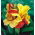 Kanna - Cleopatra - Canna