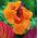 Canna - Tropicana