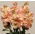 Pink-orange hoary lager, ti uker lager "Excelsior" - 300 frø - Matthiola incana annua