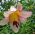 Ağaç Lily Lilium Beijing Moon - ampul / yumru / kök