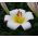 Lilium, Lilie White Planet