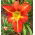 Daglilje Chicago Fire - Hemerocallis Chicago Fire