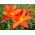 Daglilje Chicago Fire - Hemerocallis Chicago Fire