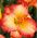 Hemerocallis, Daylily Frosted Vintage Ruffles