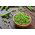 Pea - Sześciotygodniowy - 1 kg - Early-Maturing, Disease-Resistant Variety - Fresh Seeds