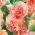 Stokrose - Peaches and Dreams - Alcea 