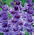 Gladiolus Passos - XXL - paquete de 5 piezas