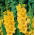 Gladiolus Yellow XXL - 5 bulbs