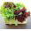 Mizuna "Baby Leaf" ผสมหลากหลาย, kyona, ผักกาดเขียวญี่ปุ่น - 250 เมล็ด - 