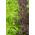 Mizuna "Baby Leaf" ผสมหลากหลาย, kyona, ผักกาดเขียวญี่ปุ่น - 250 เมล็ด - 