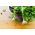 Mizuna "Baby Leaf" ผสมหลากหลาย, kyona, ผักกาดเขียวญี่ปุ่น - 250 เมล็ด - 