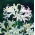 Nerine - Alba