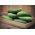 Kurkku - Delicius - 200 siemenet - Cucumis sativus