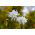 Aquilegia, Columbiaine, Granny's Bonnet White Barlow - củ / củ / rễ - Aquilegia vulgaris