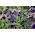 Almindelig akeleje - Blue Barlow - Aquilegia vulgaris