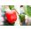 Paprika - California Wonder - Křupavá, sladká, červená dužina, bohatá na vitamíny - Čerstvá semena