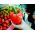 Paprika – Symphony - 10 frø - Capsicum L.