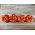 Paprika – Symphony - 10 frø - Capsicum L.