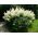 Erdei tündérfürt - Aruncus dioicus