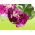 Pelargonium - violeta - 6 semillas - Pelargonium L'Hér.