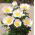 Peonijas - Patio Dublin - podu - Paeonia