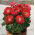 Peonijas - Patio Moscow - podu - Paeonia