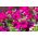 Viseća petunije, Surfinia "Rubina" - grimizno-ljubičasta - 80 sjemenki - Petunia x hybrida pendula  - sjemenke