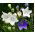 Ballongblomma - blandning - Platycodon grandiflorus - Förfinade stjärnformade blommor - Färska frön