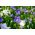 Ballongblomma - blandning - Platycodon grandiflorus - Förfinade stjärnformade blommor - Färska frön
