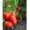 Pomodoro - Jowisz - 30 semi - Solanum lycopersicum