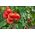 Pomodoro - Jowisz - 30 semi - Solanum lycopersicum