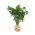 Celeriac, คื่นฉ่ายราก "Zagloba" - หลากหลายสีขาวและมีกลิ่นหอม - 1800 เมล็ด - Apium graveolens