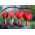 Cuore di Maria - Valentine - Dicentra spectabilis