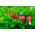 Cuore di Maria - Valentine - Dicentra spectabilis