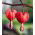 Cuore di Maria - Valentine - Dicentra spectabilis