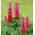 Gausialapis lubinas - The Pages - Lupinus polyphyllus