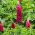Gausialapis lubinas - The Pages - Lupinus polyphyllus