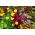 Amaranth - Kaleidoscope of Colors - Mixed - Amaranthus - Spectacular Panicles and Fluffy Spikes - Fresh Seeds