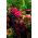 Amaranth - Kaleidoscope of Colors - Mixed - Amaranthus - Spectacular Panicles and Fluffy Spikes - Fresh Seeds